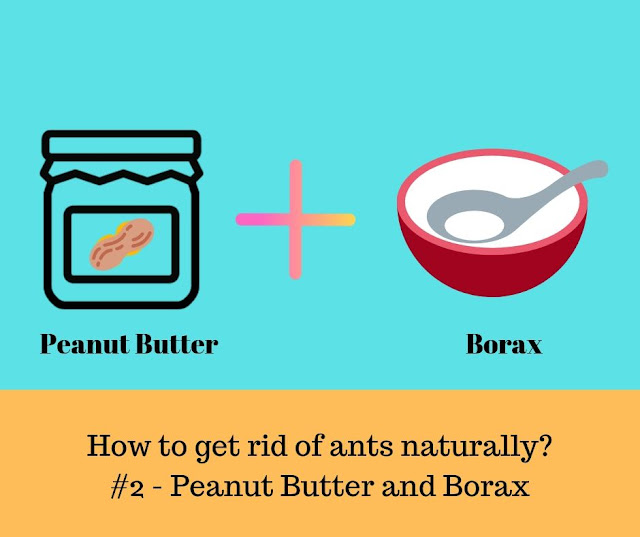 Home Remedies to kill ants naturally - Peanut Butter & Borax