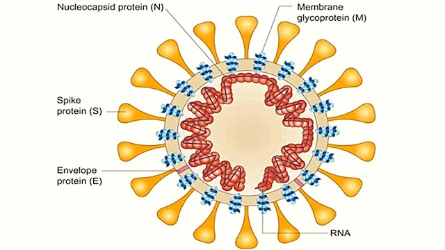 Çin bilim insanları, 26 Ocak pazar günü corona virüsünün kök hücresini ayrıştırıp izole etmeyi başarmış olduklarını doğruladı.