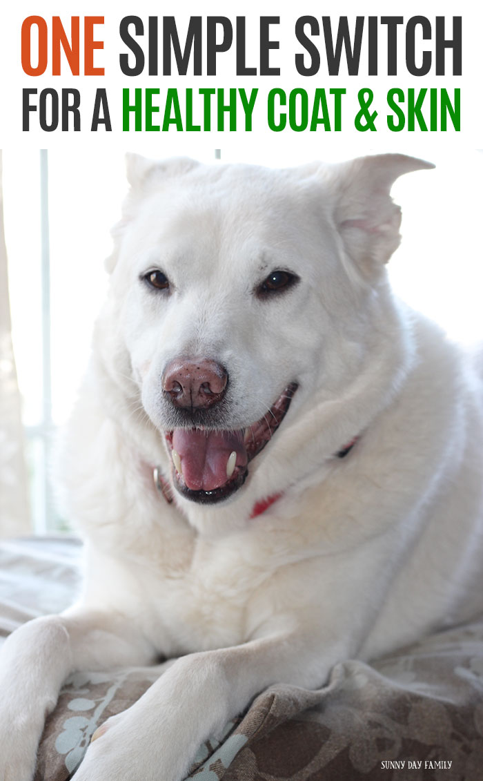 One Simple Switch for Your Dog's Skin & Coat Health Sunny Day Family
