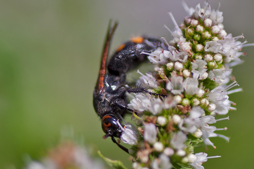 Mint Attracting Insects at Home Focusing on Wildlife