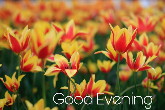 good evening flowers good evening flowers