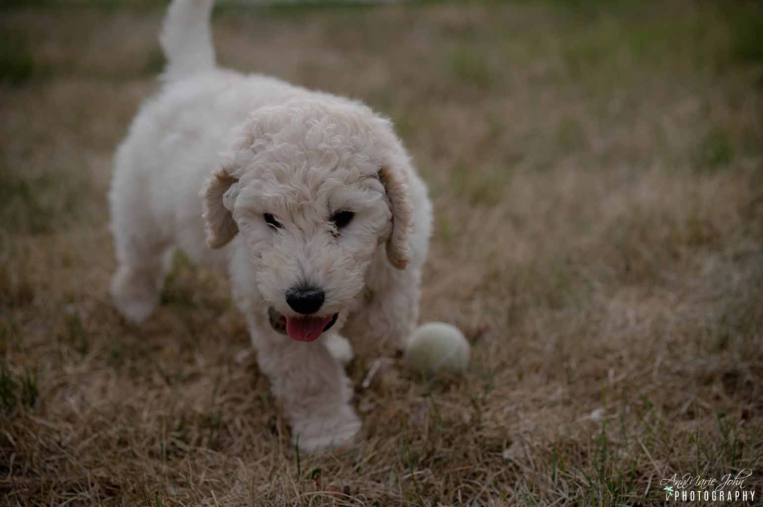 How to take care of a brand new puppy.