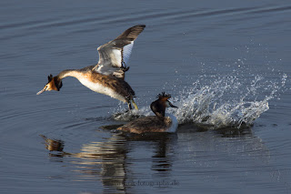 Haubentaucher Balz Naturfotografie Wildlifefotografie Meerbruchswiesen Steinhuder Meer