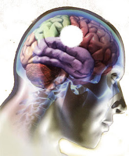 el cerebro humano psicologia el cerebro humano psicologia