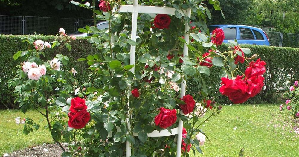 Https Encrypted Tbn0 Gstatic Com Images Q Tbn 3aand9gctfxc3wloh72umd8lzxroigs11 50ftwmxchq Usqp Cau