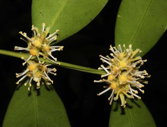 Buxus myrica
