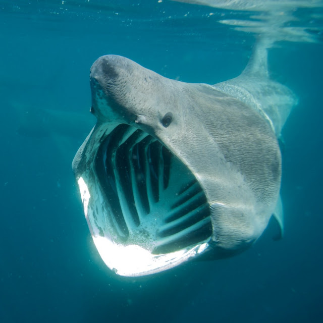 Fishbazar: Basking Shark