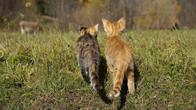 alt="gatos relajados marchando juntos"