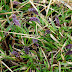 Blue Moor Grass (Sesleria caerulea) DIARY NOTES AND PHOTOS