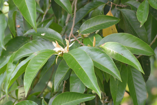 Daun Bunga Kantil Cempaka  Putih Magnolia  alba DC Figlar