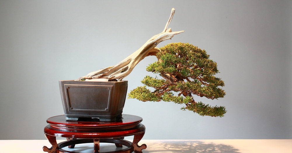 Bonsai Jeruk Kingkit Gaya Air Terjun Simpel