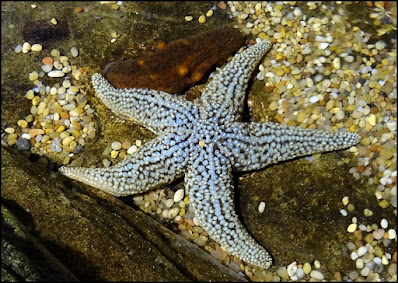 Starfish Information In Hindi-स्टारफिश मछली के बारे में जानकारी