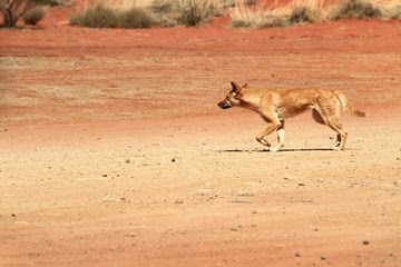 alt="dingo deambulando por el desierto australiano"