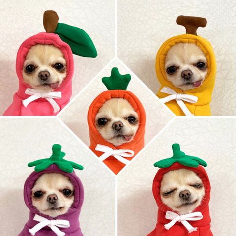 Quần áo cho chó mèo Ambaby - Ảnh 2 Quần áo cho chó mèo Ambaby - Ảnh 2