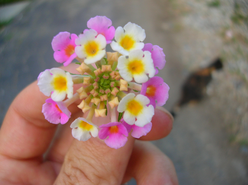 flowers for flower lovers. World smallest flowers photos.
