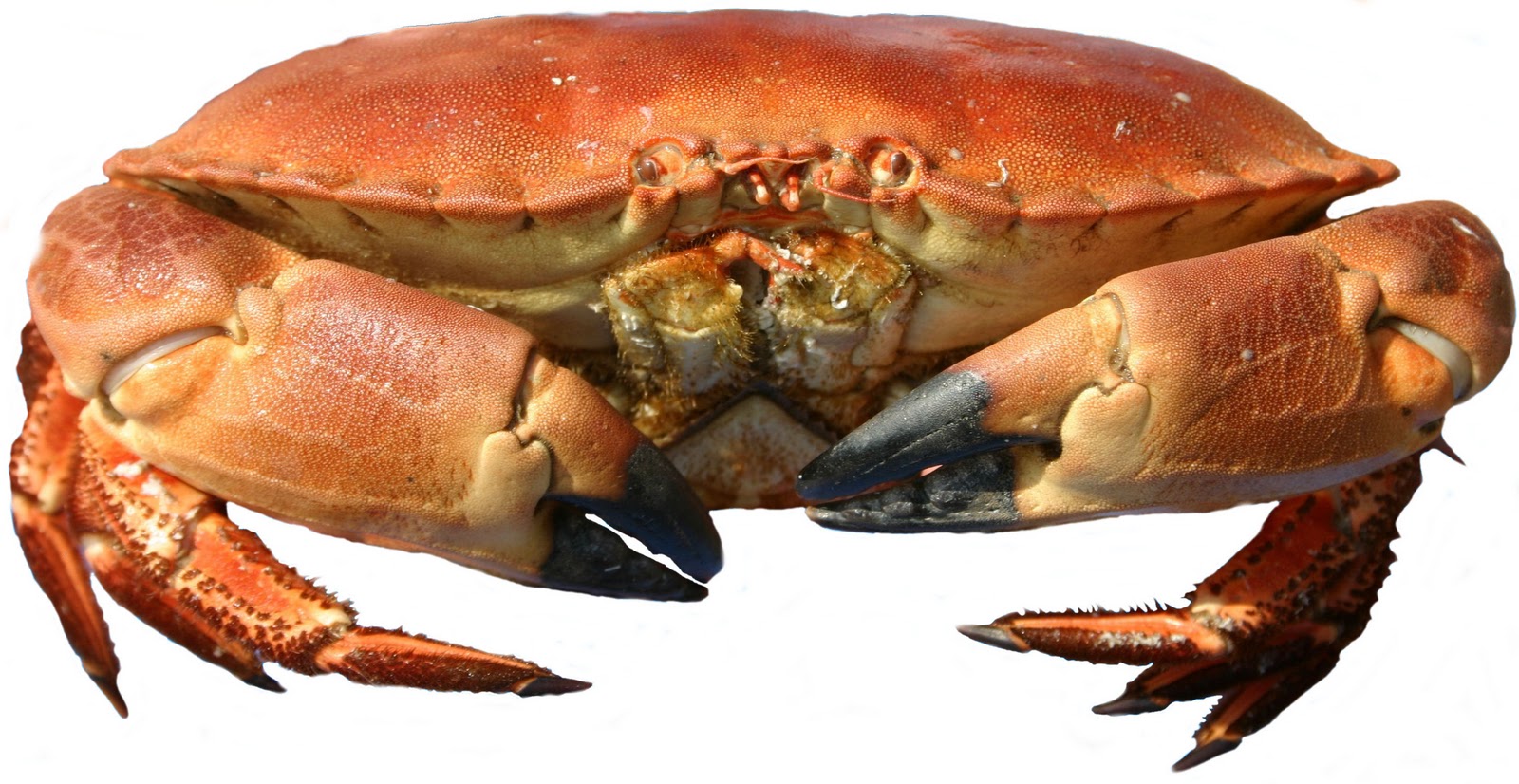 The Smelly Alley Fish Company Crabs down £2 each at The Smelly Alley