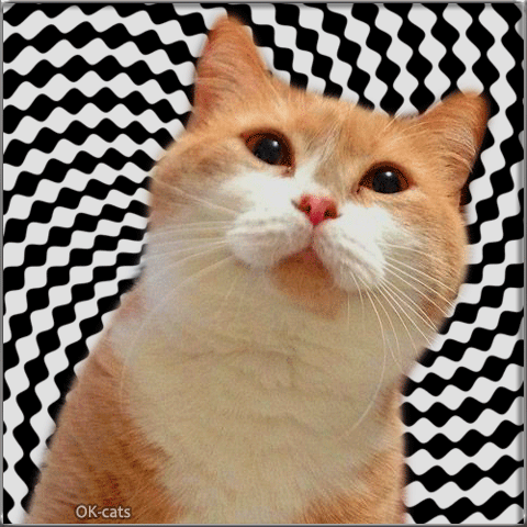 Art Cat GIF • Curious cat on psychedelic background looking at something very interesting Art Cat GIF • Curious cat on psychedelic background looking at something very interesting