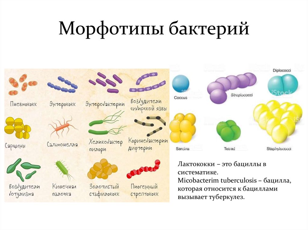 Назовите формы бактериальных клеток. Формы бактерий кокки бациллы. Морфология кокковых форм бактерий. Формы прокариот баццилы. Прокариотическая клетка формы бактерии.