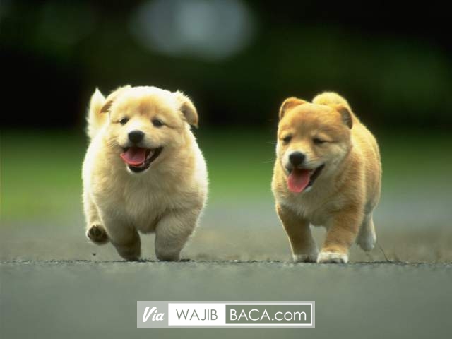 Anjing Natal Ini Habiskan Dana Rp. 16,5 Juta, Majikan Malah Terlihat Bahagia Anjing Natal Ini Habiskan Dana Rp. 16,5 Juta, Majikan Malah Terlihat Bahagia