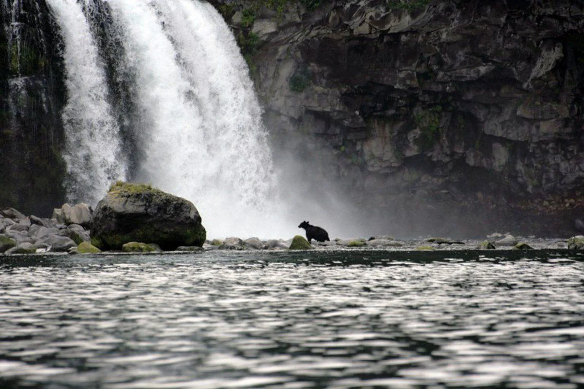 国後島のソコボイの滝のヒグマ