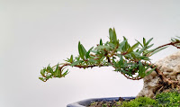 Siete Sangrias (cuphea fruticosa)