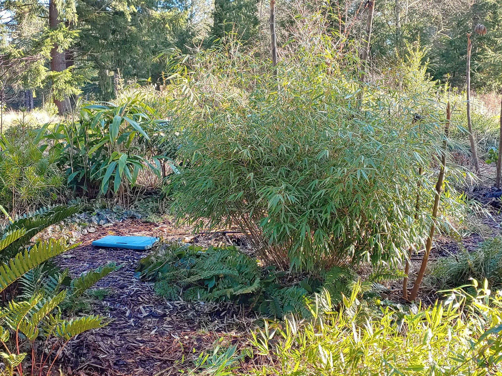 Bamboo pruning clumping bamboos