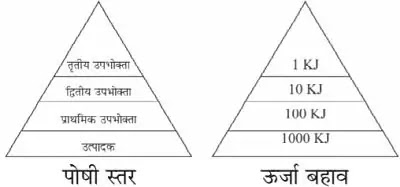 10 Class Science Notes in hindi chapter 15 Our Environment