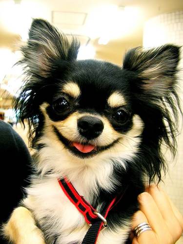 ชิวาว่า (Chihuahua) หรือเป็นที่รู้จักกันในชื่อหมากระเป๋า - Pet บุรี