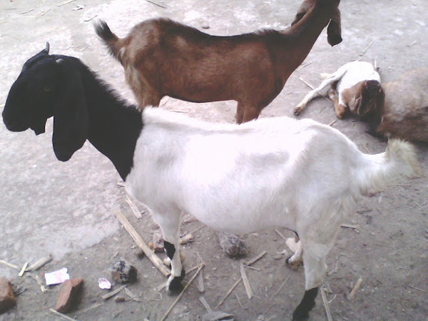 domestic goats, jamunapari goats, domestic goat characteristics, characteristics of domestic goats