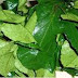 10 Health Benefits Of Pumpkin Leaves (Ugu)