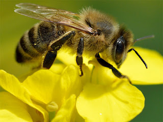 Pandemia: cientistas treinam abelhas para fazer teste rápido de Covid-19