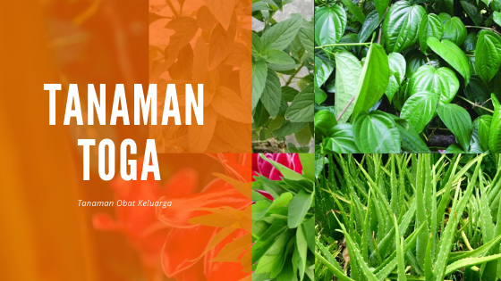 100 Jenis Tanaman Toga Dan Manfaatnya - Nuring