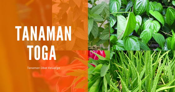 100 Jenis Tanaman Toga Dan Manfaatnya - Perumperindo.co.id
