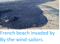 https://sciencythoughts.blogspot.com/2018/04/french-beach-invaded-by-by-wind-sailors.html