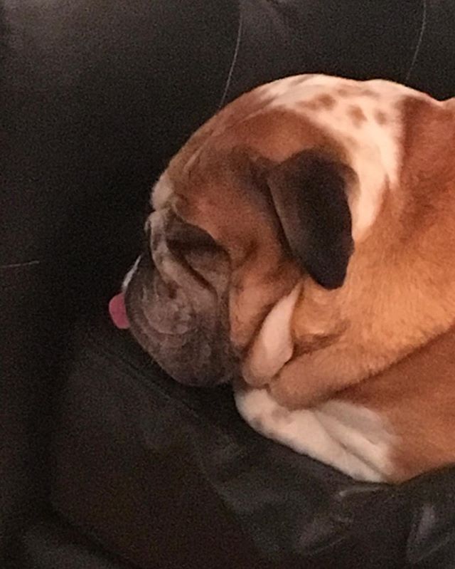 Sleeping British Bulldog