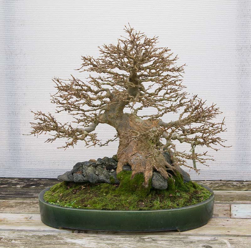 Walter Pall Bonsai Adventures Visiting Danny Use in Belgium