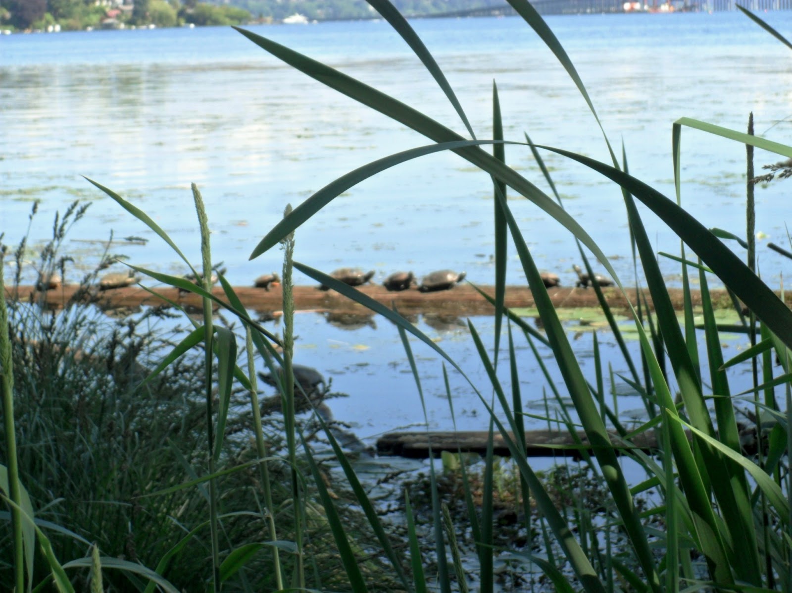 Observing The Natural World: Field Guide & Walking Tour for Union Bay ...