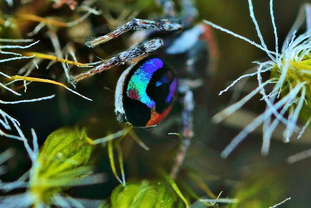 The Most Beautiful (and Beastly) Creature: Rainbow Jumping Spider ...