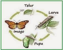 Metamorfosis pada Makhluk Hidup