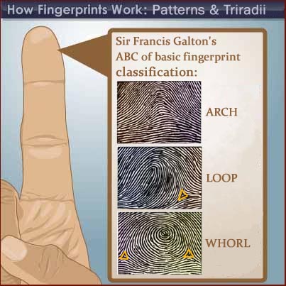 Fingerprint Patterns - Wix.com Fingerprinting created by