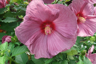 Hibiscus moscheutos "Luna Rose" by garden muses: a Toronto gardening blog 