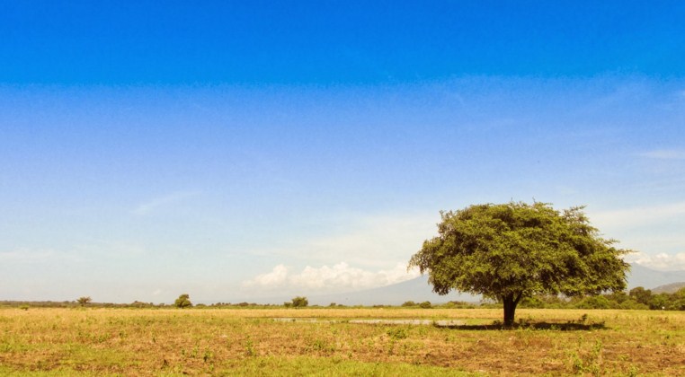 Pemandangan indah Savana Bekol saat musim kemarau