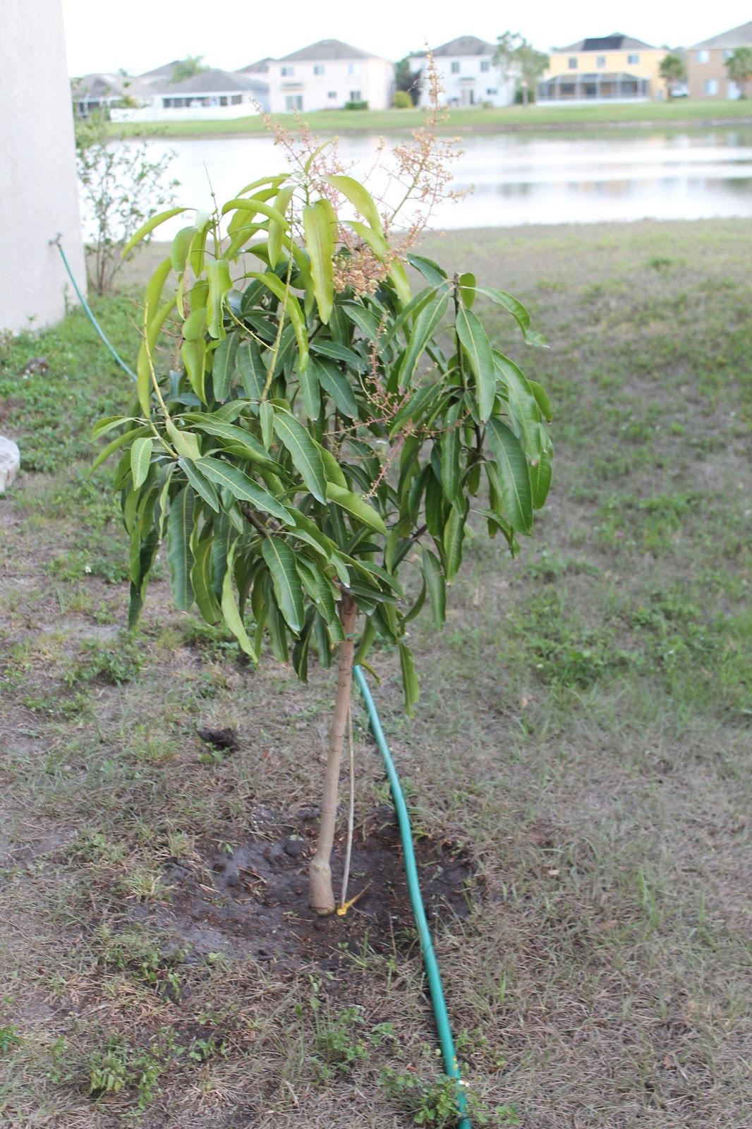 Daddy Waddy Weeviews We Just Bought Two Mango Trees For Our Yard
