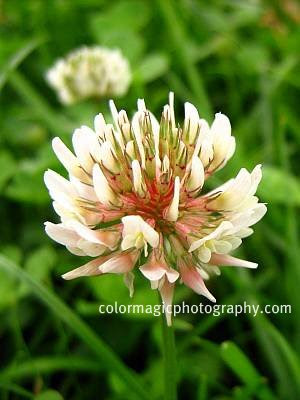 White clover flower-close up