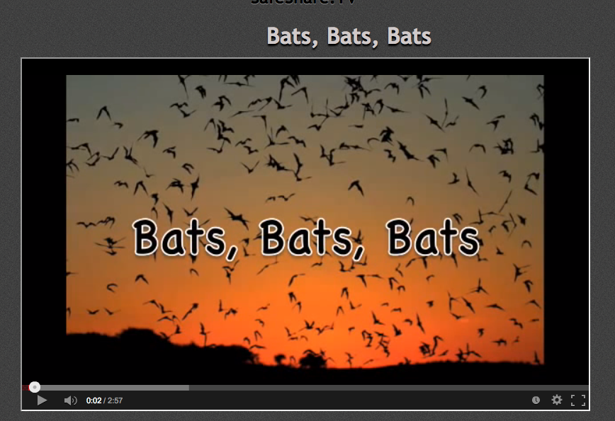 First Grade Spies Batty for Bats!