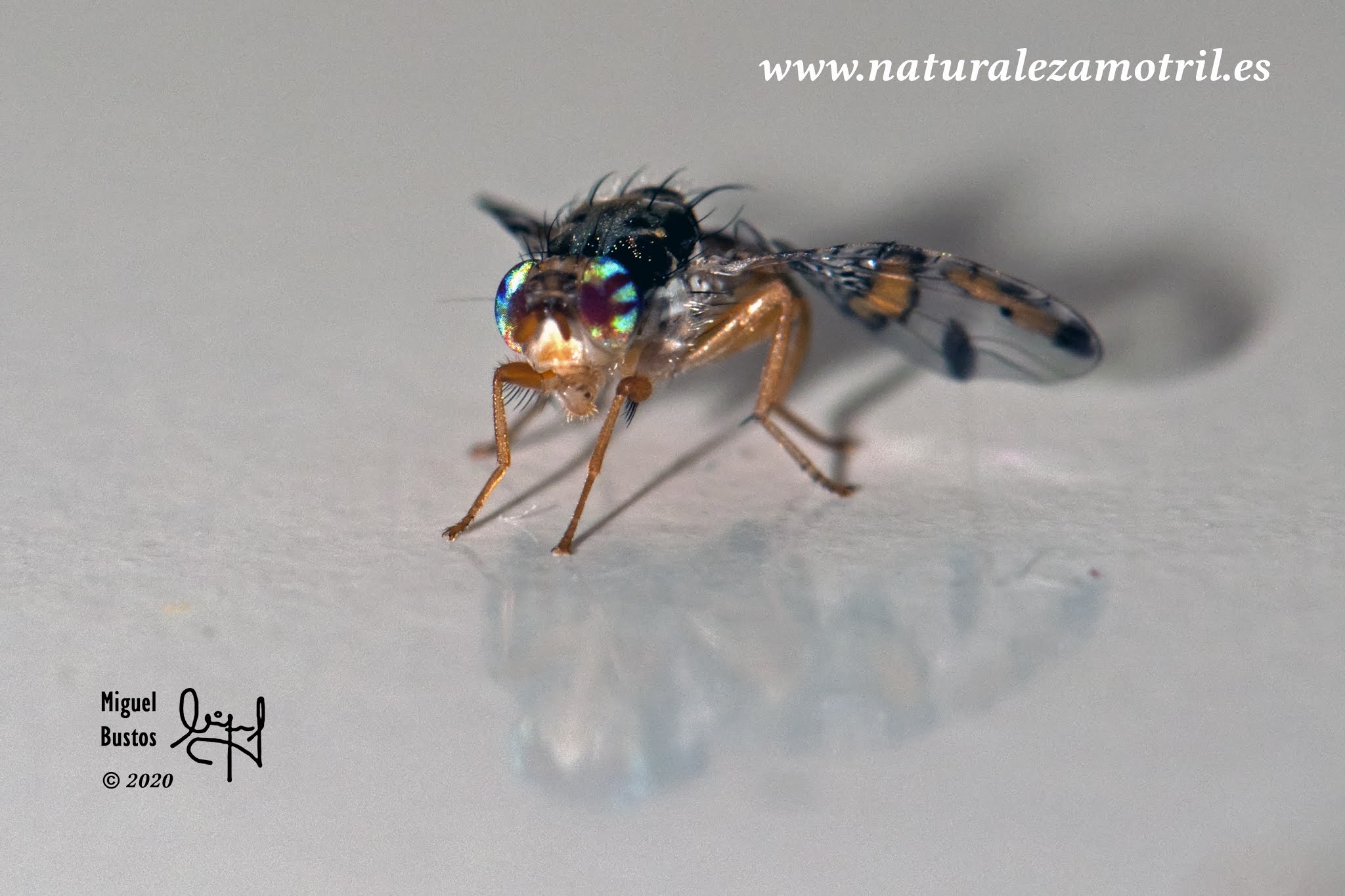 Naturaleza y Fotografía en Motril Ceratitis capitata (Mosca mediterránea de la fruta).