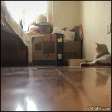 Funny Kitten GIF • Fast and furious kitty "DRIFT mode activated" Mama cat says Stop running, SLOW DOWN! Funny Kitten GIF • Fast and furious kitty "DRIFT mode activated" Mama cat says Stop running, SLOW DOWN!