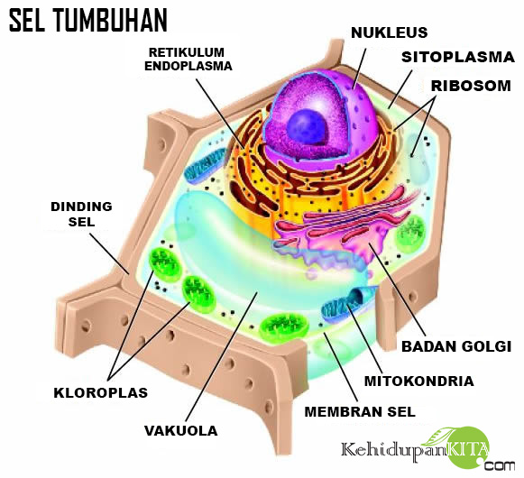 Gambar Sel  Tumbuhan  dan Organel Sel  Tumbuhan 