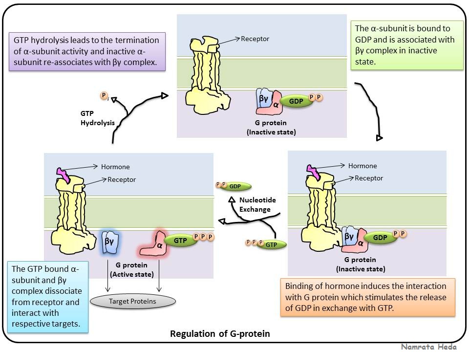 B for Biology Types of Receptors Part 1