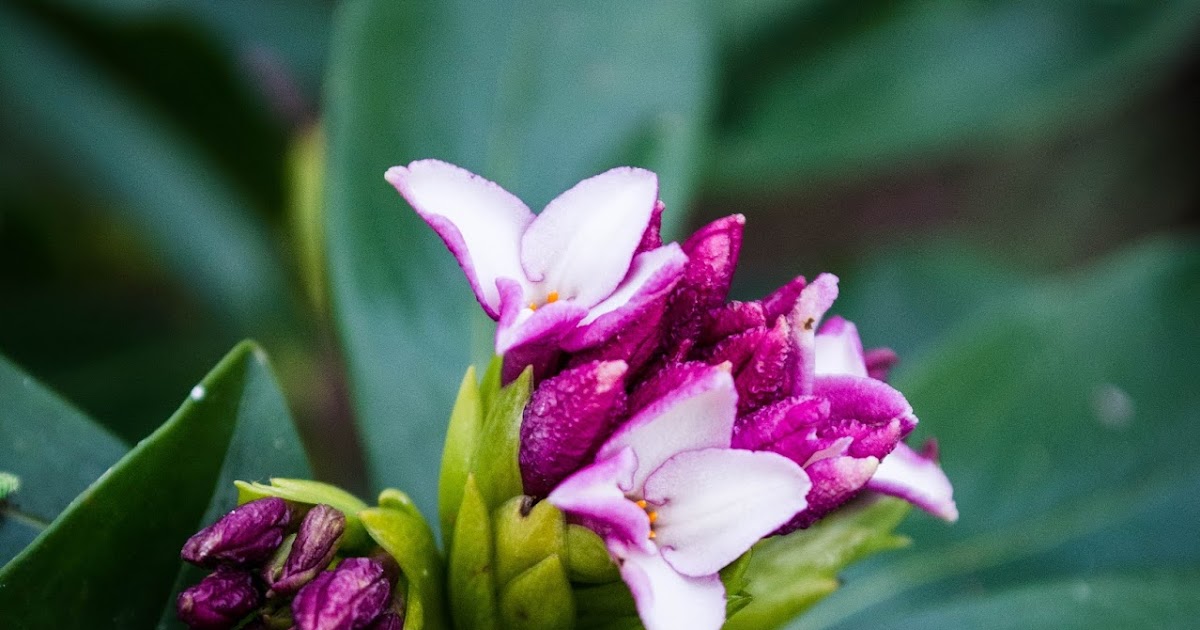 Sydney S Wildflowers And Native Plants Grevillea Sericea Pink